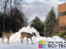 Deer crossing in winter